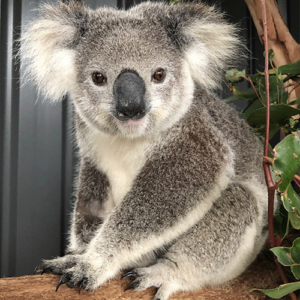Casey is a rescued two year old koala. The veterinary team at the koala hospital have now released back her into Salamander Bay.