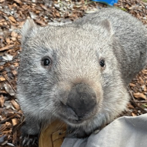 Adopt Ronald the Wombat. He’s 18 months old orphan and now a resident at Port Stephens Koala Hospital.