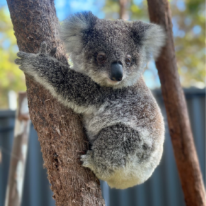 Adopt a koala » Adopt